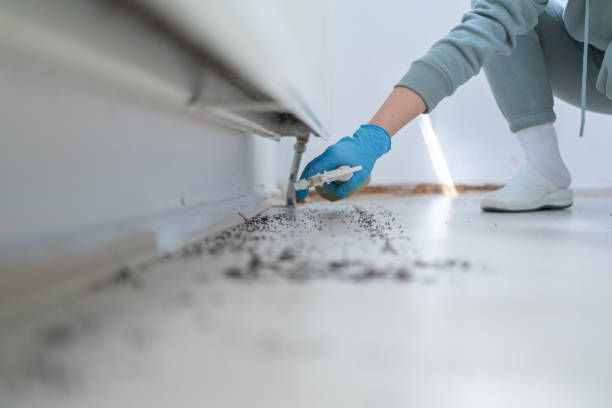 Best Ant Control Services  in Mililani Mauka, HI